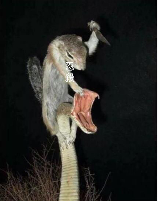 ¿վ